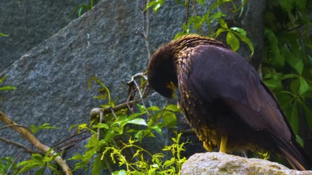 靠近猎鹰卡拉卡拉猎鹰坐在岩石上自我清洁 — 图库视频影像