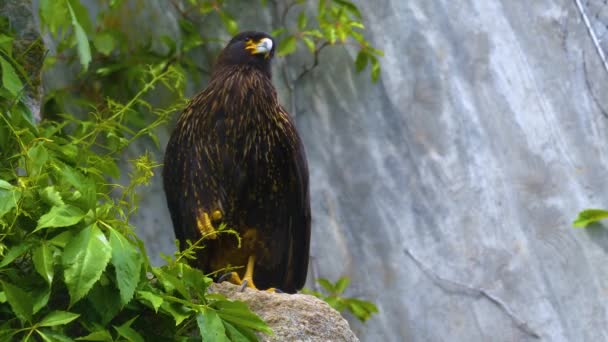 Gros Plan Falkland Faucon Caracara Assis Sur Rocher Nettoyer Soi — Video