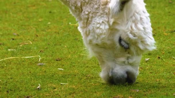 Close Llama Head Eating Grass — Stock Video