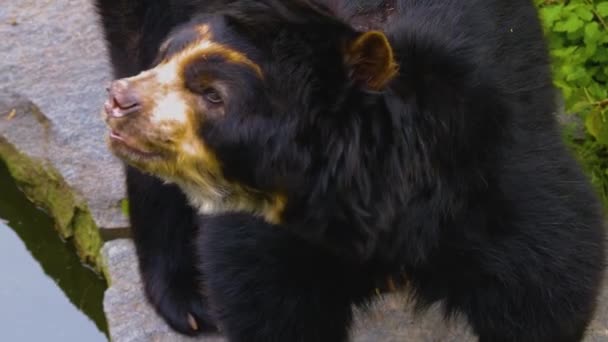 Spectacled Bear Looking — Stock Video