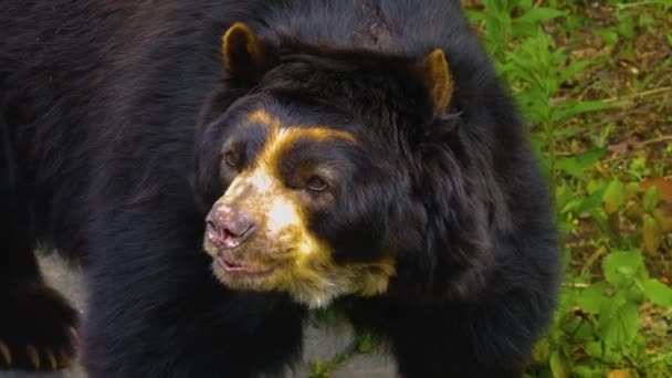 Θεαματική Αρκούδα Κοιτάζει Πάνω Και Γύρω — Αρχείο Βίντεο