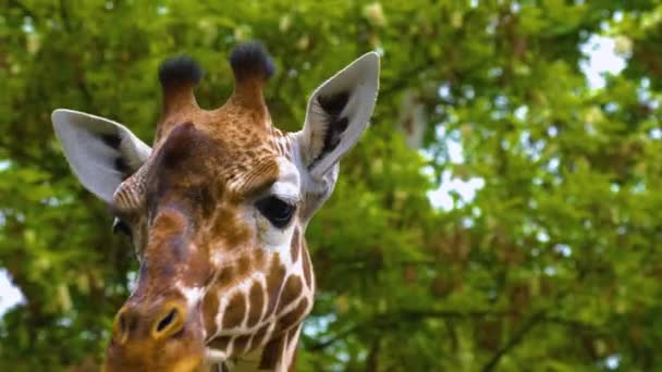 Primo Piano Della Masticazione Della Testa Giraffa — Video Stock