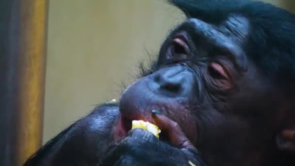 Close Bonobo Eating Veggies — Stock Video