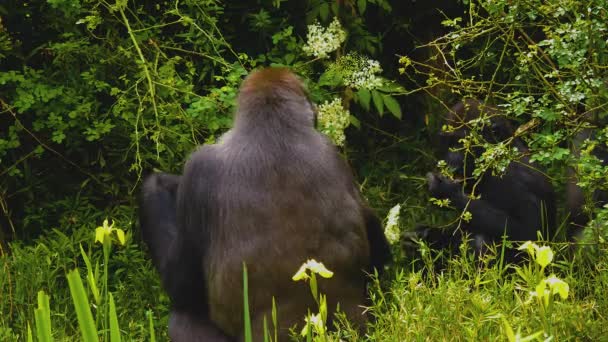 Gorillor Som Sitter Mellan Buskar Och Äter Gräs Och Andra — Stockvideo