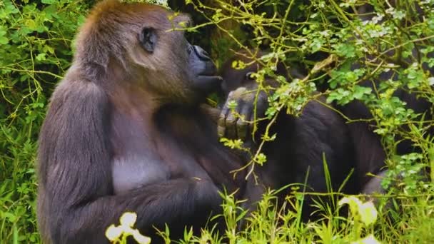 Gorilla Seduti Tra Cespugli Mangiare Erba Altre Piante — Video Stock
