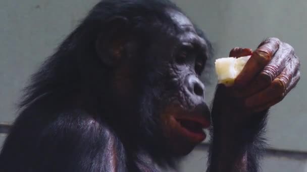 Close Bonobo Eating Veggies — Stock Video