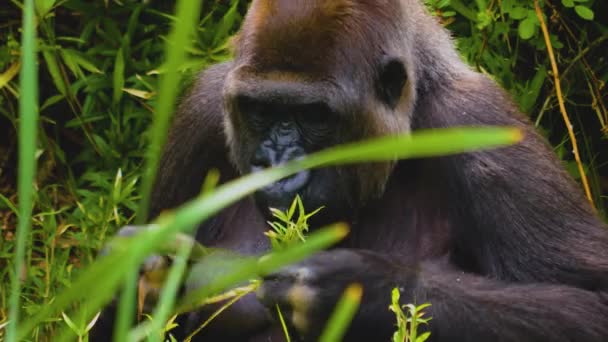 Gorilas Sentados Entre Arbustos Comendo Grama Outras Plantas — Vídeo de Stock
