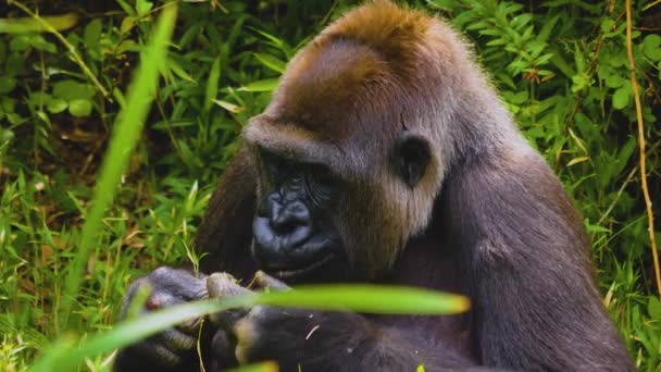 Gorilla Die Tussen Struiken Zitten Gras Andere Planten Eten — Stockvideo