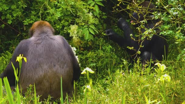 Gorilla Die Tussen Struiken Zitten Gras Andere Planten Eten — Stockvideo
