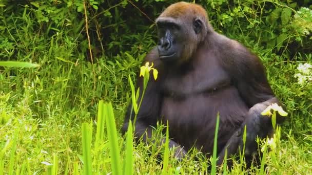 Gorilla Die Tussen Struiken Zitten Gras Andere Planten Eten — Stockvideo