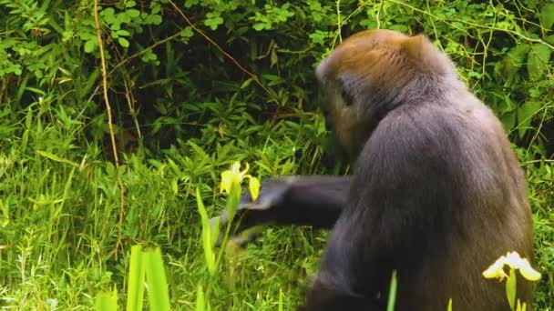 Gorilas Sentados Entre Arbustos Comiendo Hierba Otras Plantas — Vídeo de stock