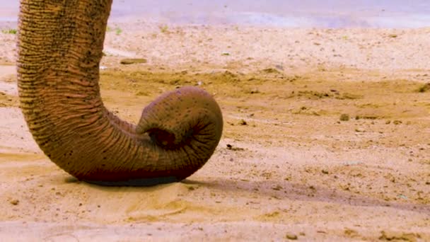 Elefante Tronco Terra Raccogliendo Sabbia — Video Stock