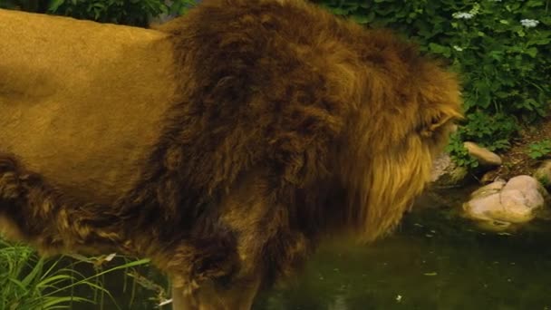 靠近一只狮子 站在小溪边 — 图库视频影像