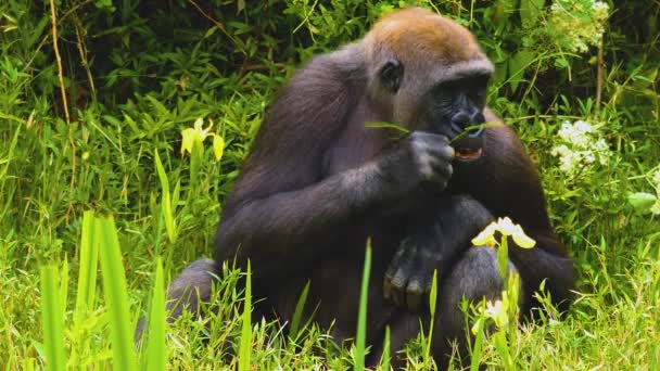 Gorilla Die Tussen Struiken Zitten Gras Andere Planten Eten — Stockvideo