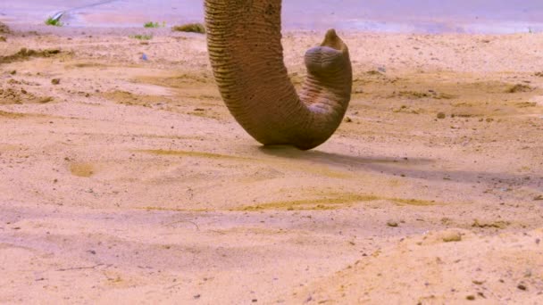 Tronc Éléphant Sol Ramassant Sable — Video