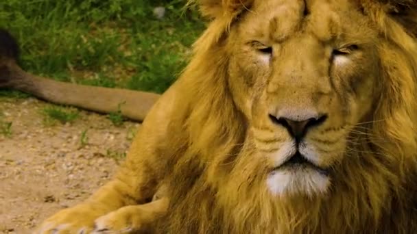Närbild Ett Lejon Som Lägger Sig Ner Och Kopplar Sommaren — Stockvideo