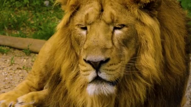 Close Lion Laying Relaxing Summer — Stock Video