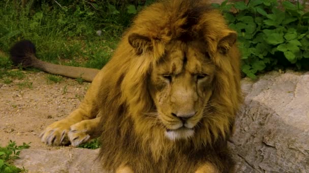 Close Lion Laying Relaxing Summer — Stock Video