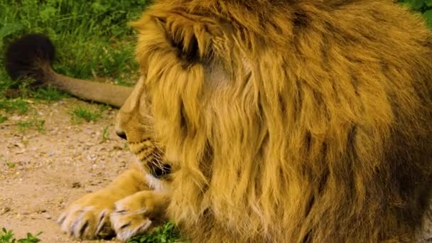 Großaufnahme Eines Löwen Beim Liegen Und Entspannen Sommer — Stockvideo