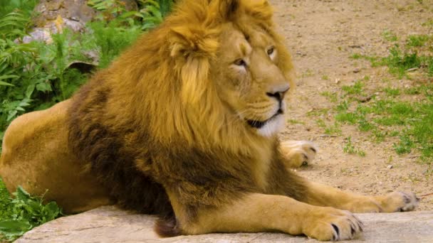 在夏天 靠近一头狮子躺下休息 — 图库视频影像