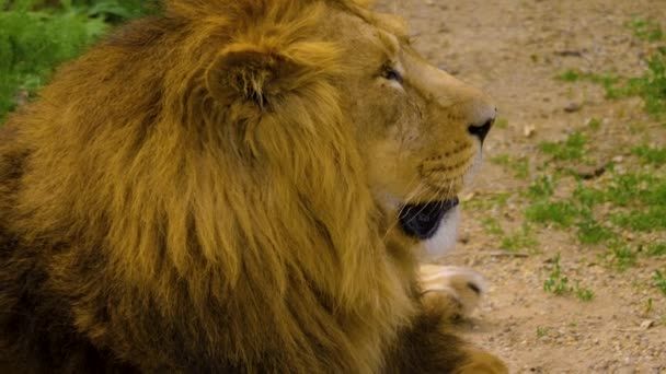 Närbild Ett Lejon Som Lägger Sig Ner Och Kopplar Sommaren — Stockvideo