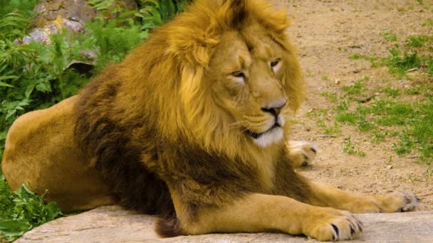 Großaufnahme Eines Löwen Beim Liegen Und Entspannen Sommer — Stockvideo