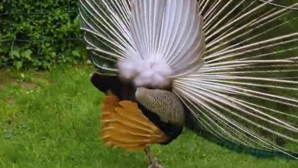 Nahaufnahme Von Pfau Der Seine Schwanzfedern Spreizt — Stockvideo