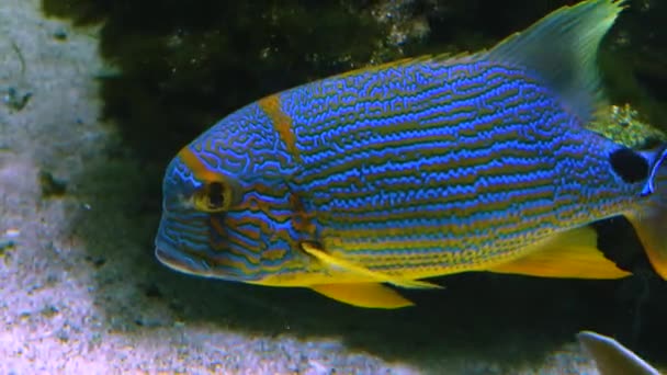 Peixe Colorido Está Ficando Inteligente Por Peixes Pequenos — Vídeo de Stock