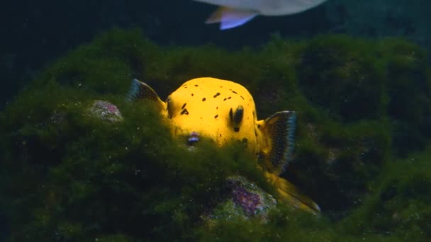 Peixe Puffer Descansando Sobre Ervas Daninhas Mar — Vídeo de Stock