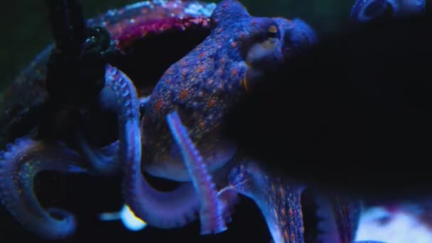 Close Van Kleine Octopus Voor Een Vaas Dan Wegzwemmen — Stockvideo