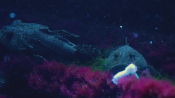 Akrep Balığı Bir Kayanın Üzerinde Geriden Öne Doğru Odaklanmış — Stok video