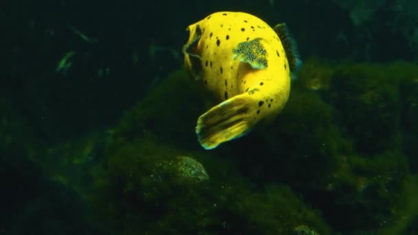 Puffer Fish Swimming Slowly — Stock Video