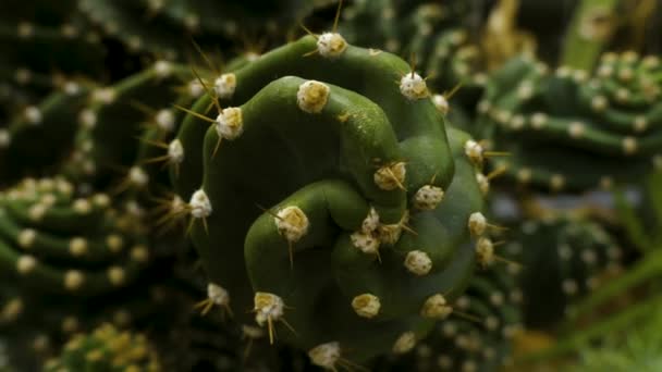 Close Screw Cactus Rack Focus — Stock video