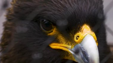 Caracara Şahini başını çeviriyor.