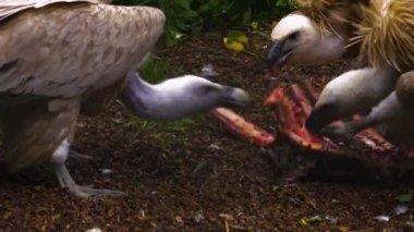 Akbabalar kemikleri delicesine yiyorlar.