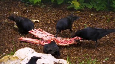 Kuzgunlar delicesine yiyorlar.