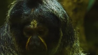 Saki maymunu başını kapat ve etrafına bak.