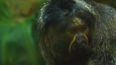 Saki maymunu başını kapat ve etrafına bak.