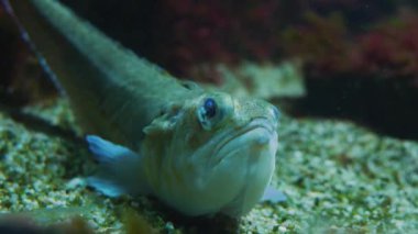 Goby balığı yerde dinleniyor, yüzünü kapat.