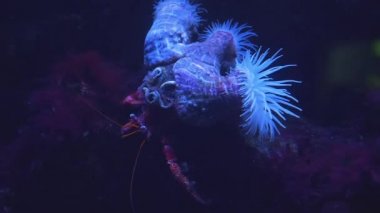 Kabuğunda deniz şakayığı olan yengeç.