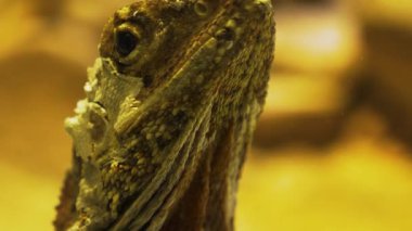 Kertenkelenin kafasını sağa doğru yakın tut. Kamera boynuna doğru eğiliyor ve sonra yukarı doğru eğiliyor. Kertenkele kameraya bakıyor ve başını arkaya yaslıyor..