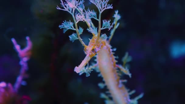 Zbliżenie Głowy Liściastego Smoka Morskiego Konika Morskiego Roślinami Morskimi Tle — Wideo stockowe