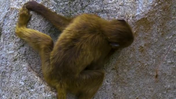 Jong Bloeden Hart Aap Glijden Van Een Rots — Stockvideo