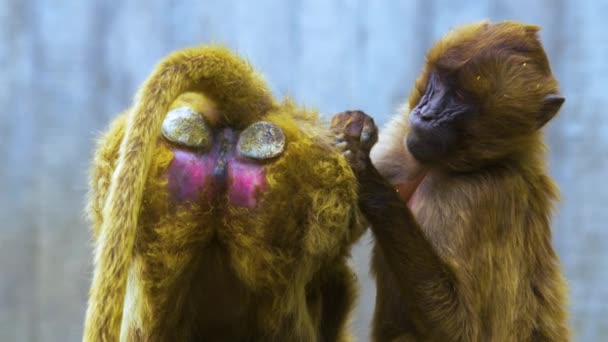 Malditos Monos Del Corazón Acicalándose Unos Otros — Vídeo de stock