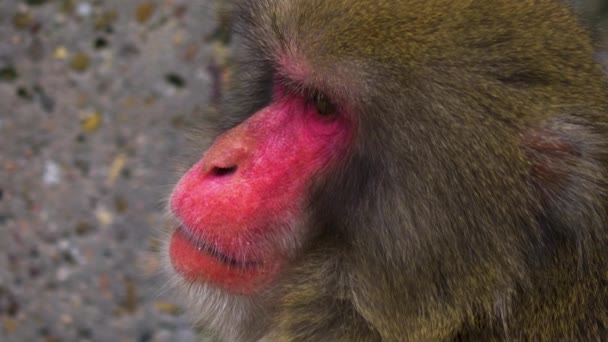 Macaco Japonês Senta Olha Volta — Vídeo de Stock