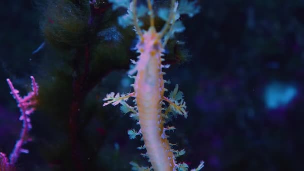 Primer Plano Cabeza Dragón Mar Frondoso Caballito Mar Con Plantas — Vídeos de Stock