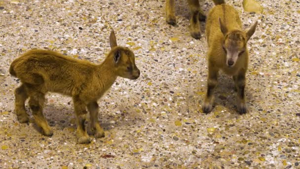 Primer Plano Plano Ángulo Bajo Dos Cabras Marcadoras Bebé Pie — Vídeo de stock
