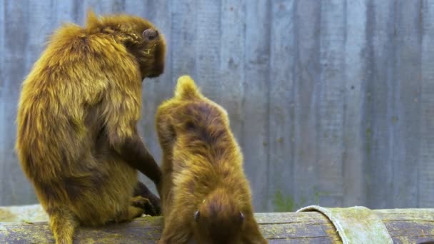 Bleeding Heart Monkeys Grooming Each Other — Stock Video