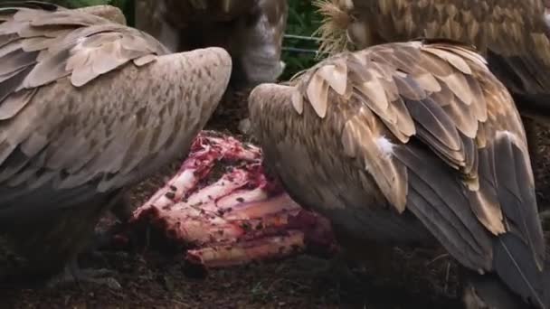 Avvoltoi Che Mangiano Freneticamente Ultima Carne Alcune Ossa — Video Stock