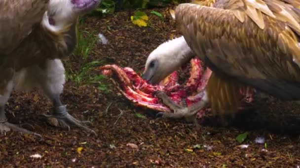 Vultures Eating Frantically Last Meat Some Bones — Stock Video